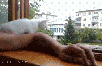 Katze hat Angst – um die Hand seines Herrchens 