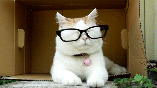 Hipster Cat –  