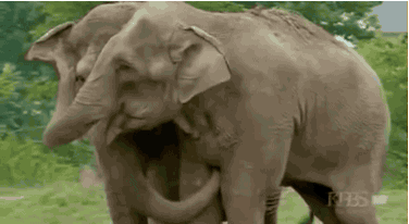 Zirkuselefanten – Ein Wiedersehen nach 22 Jahren 