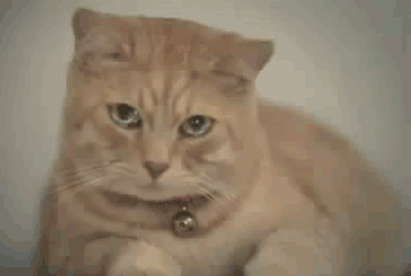 Eine weinende Katze – und ich dchte ich hätte schon alles gesehen 