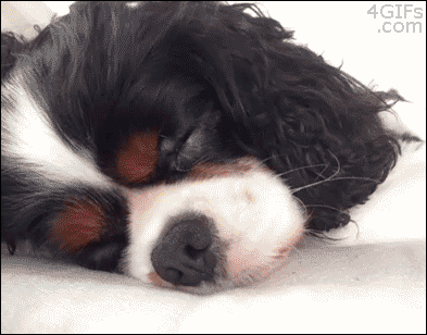 Hunde – Egal wie tief sie schlafen. Essen hat immer Vorrang 