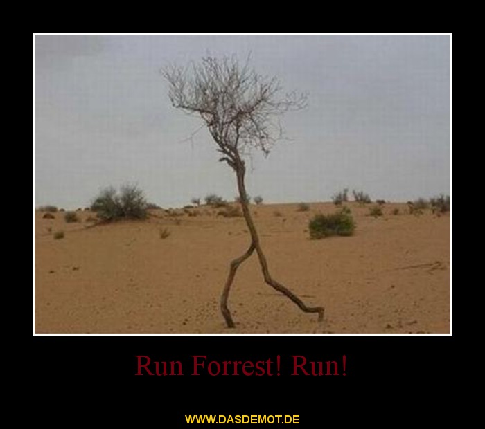 Run Forrest! Run! –  
