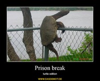 Prison break – turtle edition 