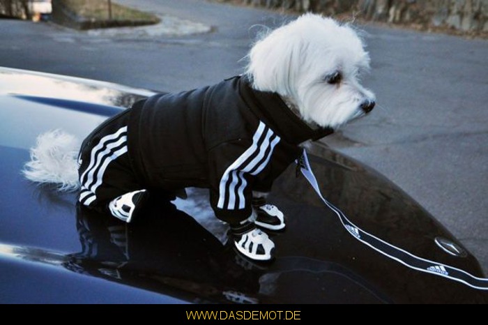 Adidas Dog –  