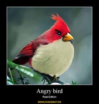 Angry bird – Real Edition 