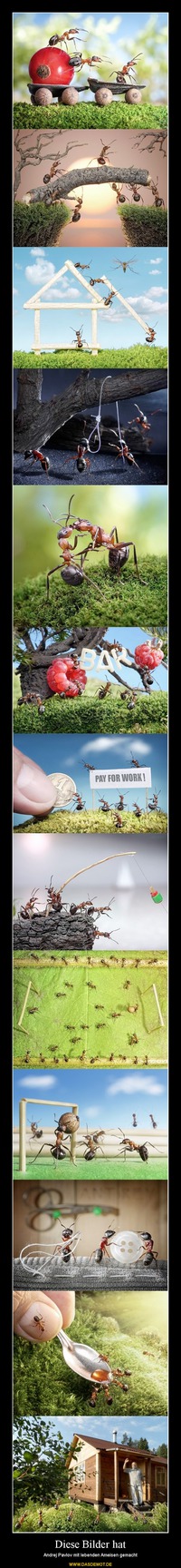 Diese Bilder hat – Andrej Pavlov mit lebenden Ameisen gemacht 