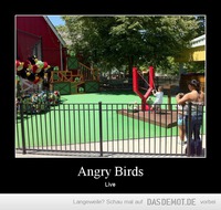Angry Birds – Live 