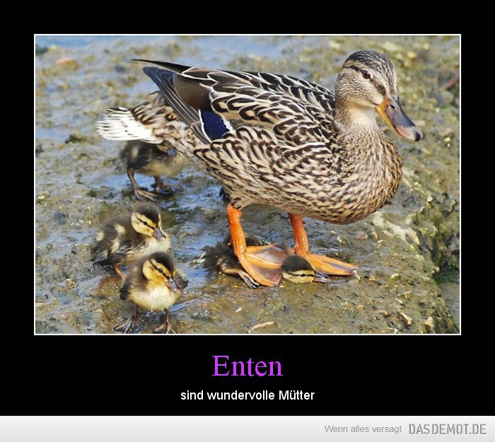 Enten – sind wundervolle Mütter 