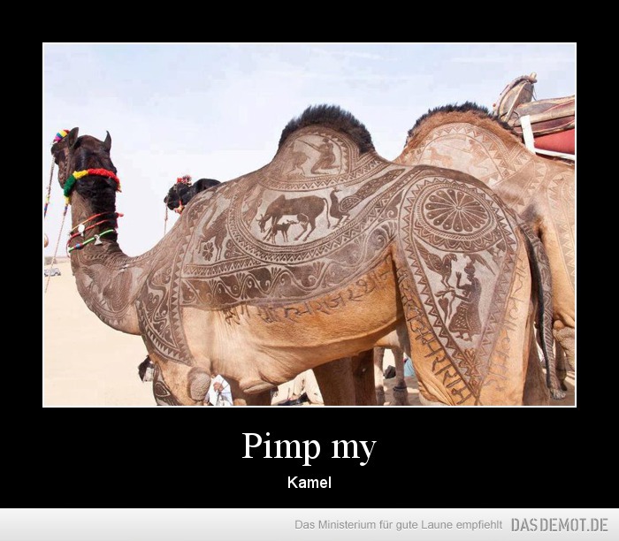Pimp my – Kamel 