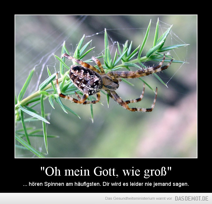 &quot;Oh mein Gott, wie groß&quot; – ... hören Spinnen am häufigsten. Dir wird es leider nie jemand sagen. 