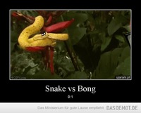 Snake vs Bong – 0:1 
