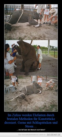 Im Zirkus werden Elefanten durch brutalen Methoden für Kunststücke dressiert. Gerne mit Schlagstöcken und Strom ... – ... wie tief kann der Mensch noch fallen? 