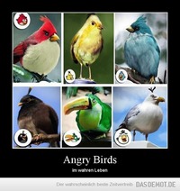 Angry Birds – im wahren Leben 