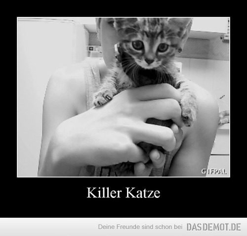 Killer Katze –  