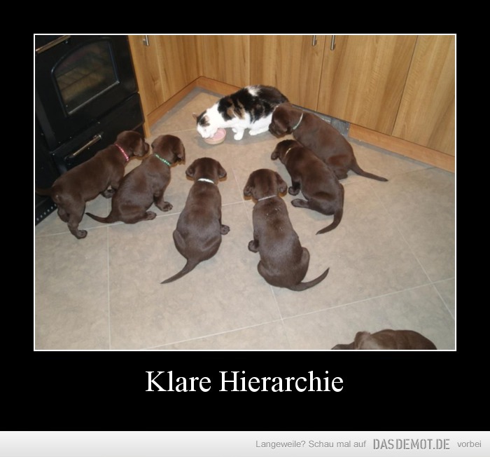 Klare Hierarchie –  