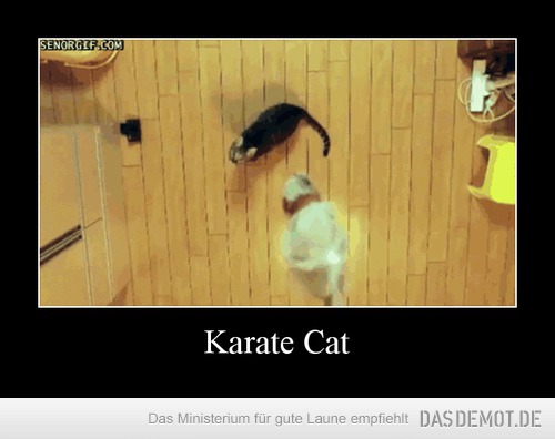 Karate Cat –  