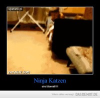Ninja Katzen – sind überall!!!! 
