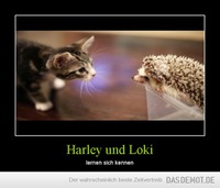 Harley und Loki – lernen sich kennen 