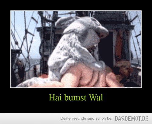 Hai bumst Wal –  