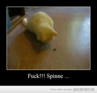 Fuck!!! Spinne ... –  