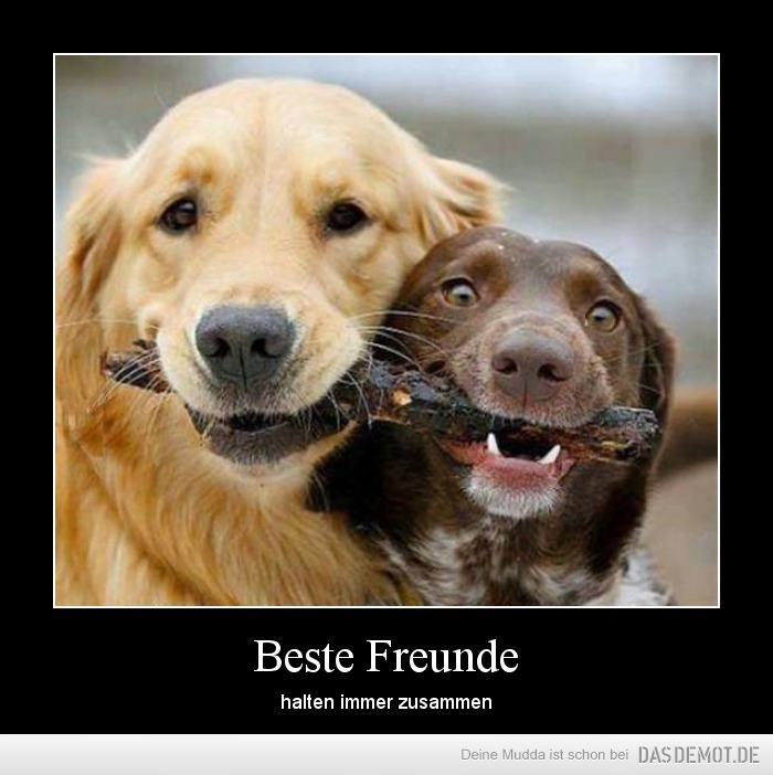 Beste Freunde – halten immer zusammen 
