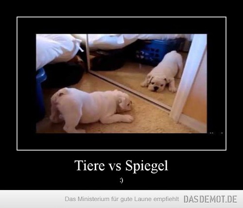 Tiere vs Spiegel – :) 