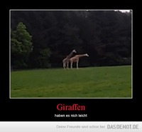 Giraffen – haben es nich leicht 