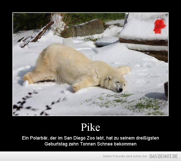 Pike – Ein Polarbär, der im San Diego Zoo lebt, hat zu seinem dreißigsten Geburtstag zehn Tonnen Schnee bek 