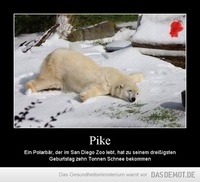 Pike – Ein Polarbär, der im San Diego Zoo lebt, hat zu seinem dreißigsten Geburtstag zehn Tonnen Schnee bek 