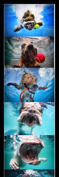 Hunde unter Wasser –  