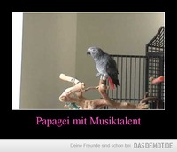 Papagei mit Musiktalent –  