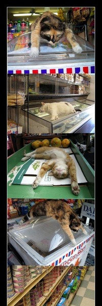 Mit der Katze zum einkaufen ... –  