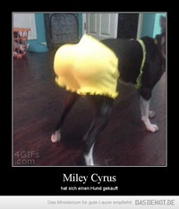 Miley Cyrus – hat sich einen Hund gekauft 