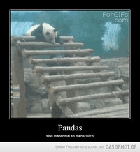 Pandas – sind manchmal so menschlich 
