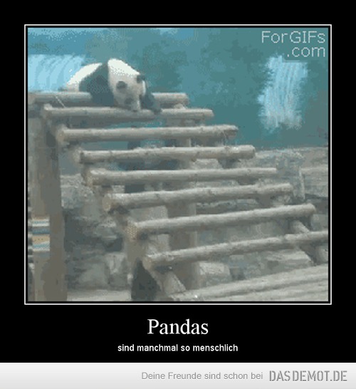 Pandas – sind manchmal so menschlich 