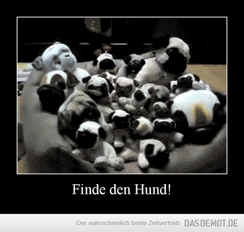 Finde den Hund! –  