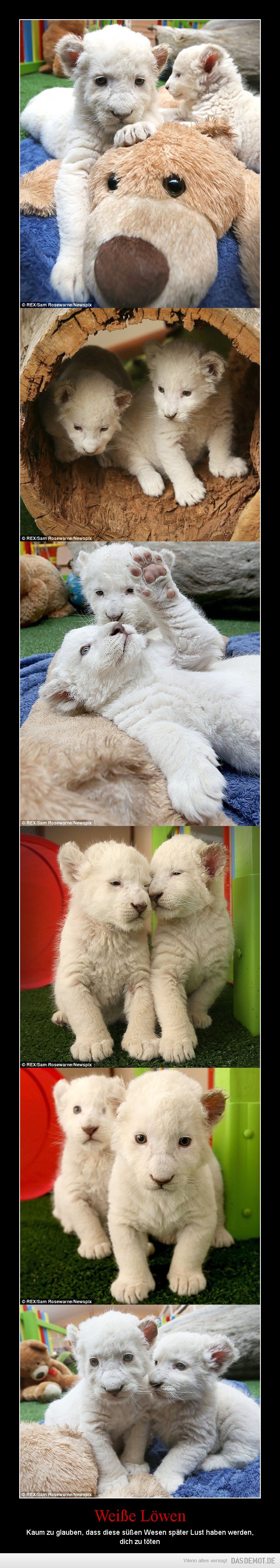 Weiße Löwen – Kaum zu glauben, dass diese süßen Wesen später Lust haben werden, dich zu töten 