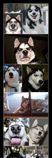 Ein Husky hat viele Gesichter ... –  