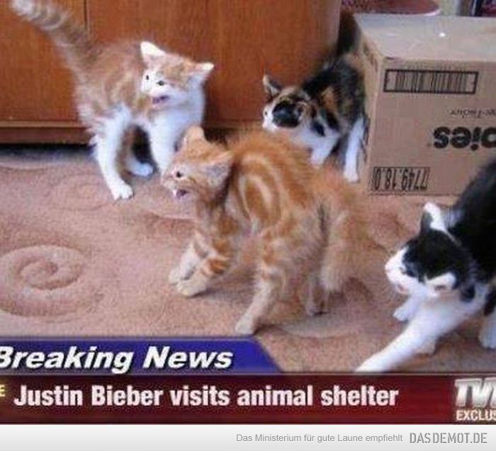 Justin Bieber zu Besuch im Tierheim –  