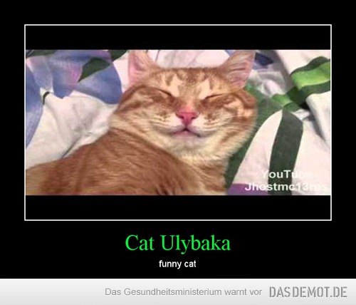 Cat Ulybaka – funny cat 