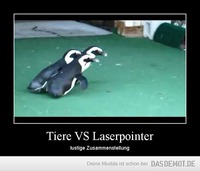 Tiere VS Laserpointer – lustige Zusammenstellung 
