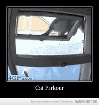 Cat Parkour –  