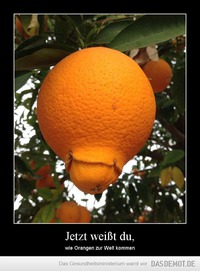 Jetzt weißt du, – wie Orangen zur Welt kommen 
