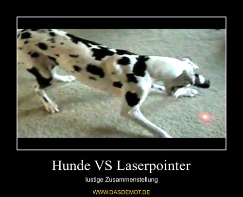 Hunde VS Laserpointer – lustige Zusammenstellung 