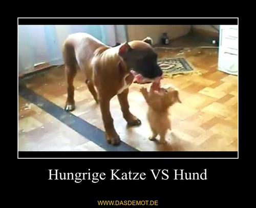 Hungrige Katze VS Hund –  