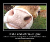 Kühe sind sehr intelligent – Kühe sind intelligente, neugierige Tiere, die gerne Probleme lösen und sich mit ihrer Umgebung austa 