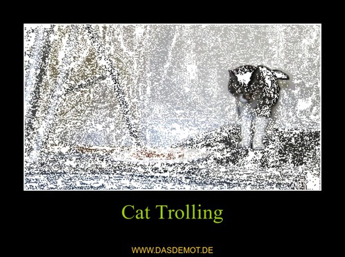 Cat Trolling –  