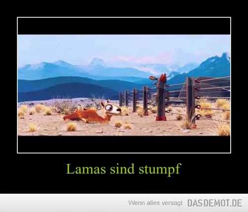 Lamas sind stumpf –  