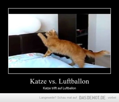 Katze vs. Luftballon – Katze trifft auf Luftballon 